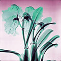 Amazon Orchids - Mass 100% Cashmere Scarf by James Paul Cheung