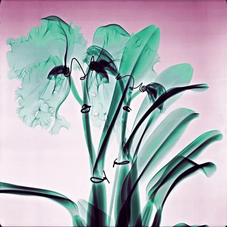 Amazon Orchids - Mass 100% Cashmere Scarf by James Paul Cheung