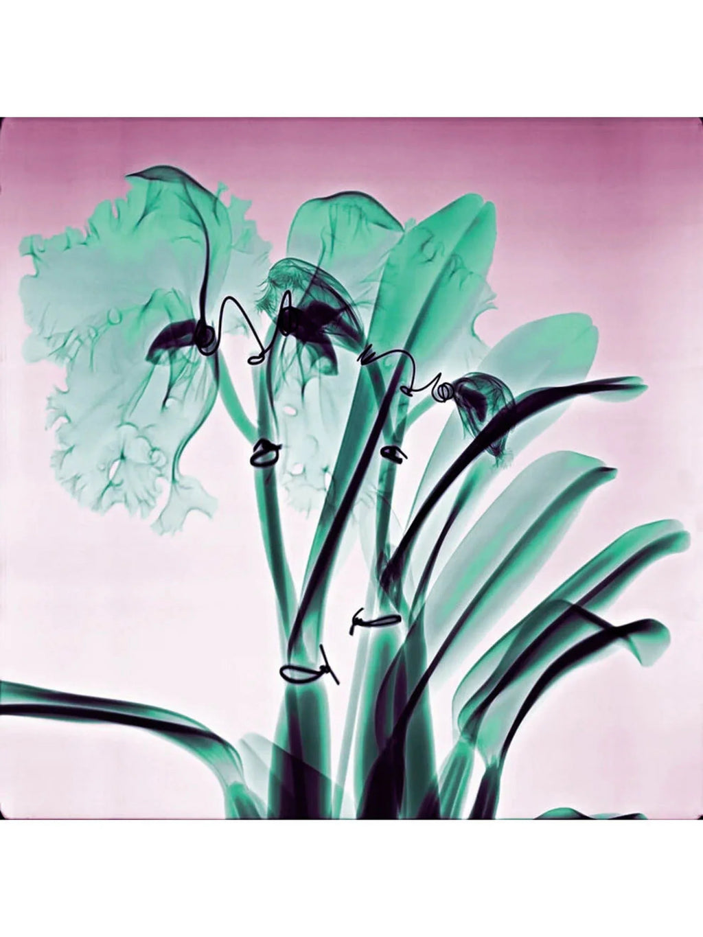 Amazon Orchids - Mass 100% Cashmere Scarf by James Paul Cheung